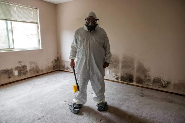 Best Mold Remediation for Vacation Homes  in New Paris, OH